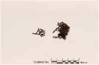 藏品(白邊島衣)的圖片